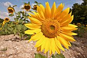 Sonnenblumen in einem Feld auf dem Lande bei Carcassonne; Languedoc-Rousillion, Frankreich