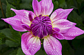 Nahaufnahme einer blühenden rosa Dahlie; Vereinigtes Königreich
