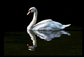 Swan On River Thames; England