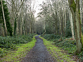 Path Through A Forest; Surrey, England