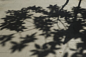 Schatten eines Baumes auf dem Boden; Barcelona, Spanien