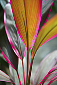Close Up Of A Brightly Coloured Leaf On A Plant; Carlisle Bay, Antigua