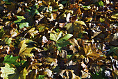 Brown And Green Fallen Leaves On The Ground In Autumn; Ireland