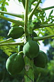 Grüne Früchte auf einem Stiel; Ulpotha, Embogama, Sri Lanka