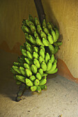 Eine große Ansammlung grüner Bananen auf einem Stängel; Ulpotha, Embogama, Sri Lanka