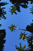 Niedriger Blickwinkel auf die Spitzen von Palmen vor blauem Himmel; Ulpotha, Embogama, Sri Lanka