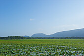 Eine grüne Ernte auf einem Feld mit Bergen in der Ferne und blauem Himmel; Ulpotha, Embogama, Sri Lanka