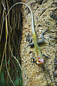 A Lizard On A Tree Trunk; Ulpotha, Embogama, Sri Lanka