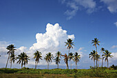 Palm Trees In A Row On A Caribbean Island; Nesbit Beach, Nevis