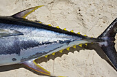 Ein Fisch mit gelben, scharfen Spitzen liegt auf dem weißen Sand; Vamizi Island, Mosambik