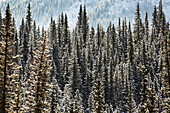 Schneebedeckte immergrüne Bäume, die von der Sonne angestrahlt werden, mit einem Berghang im Hintergrund, Alberta, Kanada