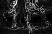 Ein riesiger Dschungelbaum wächst über eine Tempelmauer im Tempelkomplex von Angkor Wat; Siem Reap, Kambodscha