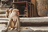Affen in Swayambhu, auch Tempel der Affen genannt, eine Touristenattraktion; Kathmandu, Nepal