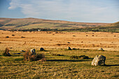 16 blaue Steine bilden einen eiförmigen Ring am Steinkreis von Gors Fawr in einem Feld nahe dem Dorf Mynachlog-Ddu; Pembrokeshire, Wales