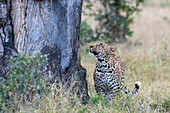 Ein Leopard, Panthera pardus, steht neben einem Baum und schaut zu ihm hinauf. 