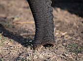 An close-up of an elephant,Loxodonta africana, trunk. _x000B_