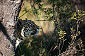 Seitenprofil eines Leoparden, Panthera pardus, der nach oben blickt.  