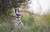 A leopard, Panthera pardus, lies down in the long grass and yawns. _x000B_