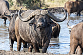A buffalo, Syncerus caffer, stands in a dam, direct gaze_x000B_