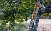 Ein Leopard, Panthera pardus, klettert von einem Baum herunter.