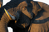 Nahaufnahme eines Elefantenbullen, Loxodonta africana.
