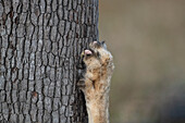 A close-up of a  lion's, Panthera leo, claw on a tree. _x000B_