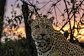 Ein Leopard, Panthera pardus, sitzend, vor einem Hintergrund mit Sonnenuntergang. 