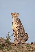 Acinonyx jubatus, ein junger Gepard, sitzend auf einem Hügel.
