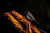 A darkcapped bulbul, Pycnonotus capensis,perched on an aloe flower.  _x000B_