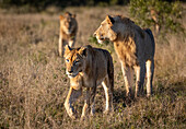 Drei Löwen, Panthera leo, laufen gemeinsam durch das Gras. 