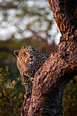 Ein Leopard, Panthera pardus, klettert auf einen Baum und schaut nach oben. 