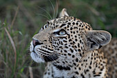 Nahaufnahme des Gesichts eines jungen weiblichen Leoparden, Panthera Pardu. 