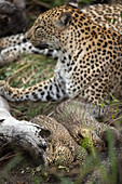 Eine Leopardenmutter, Panthera Pardus, und ihre beiden Jungen liegen zusammen. 