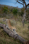 Ein Leopard, Panthera Pardus, streckt sich auf einem Baumstamm aus. 