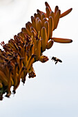 Eine Biene, Anthophila, schwebt über einer Aloe-Blüte, Aloe maculata.  