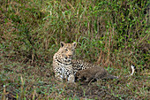 Eine Leopardin und ihr Junges, Panthera Pardus, liegen zusammen im Gras, das Junge kuschelt und säugt.