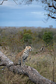Ein Leopard, Panthera pardus, sitzt auf einem Baumstamm und schüttelt Wasser von seinem Körper. 