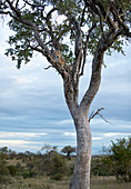 Ein Leopard, Panthera pardus, legt sich in einen Bleiholzbaum und schaut hinaus.