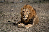 Ein männlicher Löwe, Panthera leo, legt sich hin und blickt in die Runde. 
