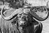 Portrait of a buffalo, Syncerus caffer, in black and white._x000B_