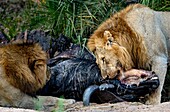 Männliche Löwen, Panthera leo, fressen einen toten Büffel.