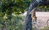 Ein Leopard, Panthera pardus, klettert mit einem toten Grünen Meerkatzenaffen, Chlorocebus pygerythrus, im Maul von einem Baum herunter.