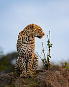 Ein Leopard, Panthera pardus, sitzt auf einem Erdhügel und schaut nach rechts.