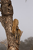 Zwei junge Leopardinnen, Panthera pardus, klettern auf einen Baum. 