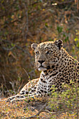Vorderansicht eines männlichen Leoparden, Panthera pardus, der im Gras liegt.