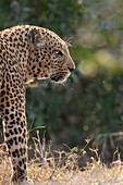 Seitenprofil eines männlichen Leoparden, Panthera pardus.