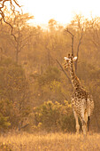Eine Giraffe, Giraffa camelopardalis giraffa, schreitet bei Sonnenaufgang durch das Gras, golden beleuchtet. 