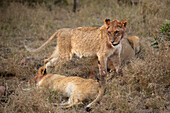 Löwenjunge, Panthera leo, mit blutverschmiertem Gesicht nach dem Fressen. 
