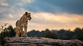 Ein Löwenjunges, Panthera leo, steht oben auf einem Felsen und schaut nach rechts. 