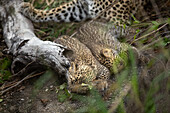 Zwei Leopardenjunge, Panthera pardus, legen sich zu ihrer Mutter. 
